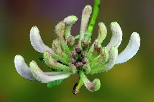 Caprifoliaceae Prints: Honeysuckle (Lonicera periclymenum) in bud, close up, Dorset, England, UK. June