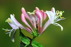 Caprifoliaceae Prints: Honeysuckle (Lonicera periclymenum) flower