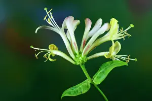 Caprifoliaceae Prints: Honeysuckle (Lonicera periclymenum) in flower, close up, Dorset, England, UK. June