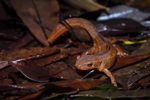 Images Dated 12th June 2016: Hong Kong newt (Paramesotriton hongkongensis) endemic, Tai Tam Country Park, Hong Kong