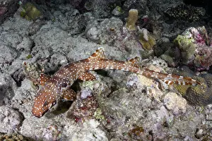 Papua New Guinea Prints: Hooded carpetshark (Hemiscyllium strahani) resting on reef
