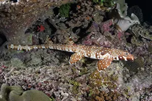 Papua New Guinea Prints: Hooded carpetshark (Hemiscyllium strahani) resting on reef