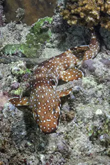 Papua New Guinea Prints: Hooded carpetshark (Hemiscyllium strahani) resting on reef