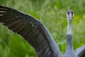 Hooded crane (Grus monacha) flapping wings, captive