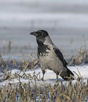 Eurasian Crow Gallery: Hooded crow (Corvus corone cornix) alert on snow covered ground, Finland. April