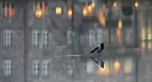 February 2023 Highlights Gallery: Hooded crow (Corvus corone cornix) standing on water-covered ice