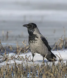 Hooded crow (Corvus corone cornix) alert on snow covered ground, Finland. April