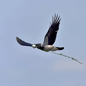 Hooded crown (Corvus cornix) flying with egg in beak, Danube Delta, Romania. May