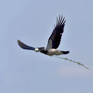 Images Dated 15th May 2018: Hooded crown (Corvus cornix) flying with egg in beak, Danube Delta, Romania. May