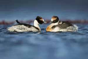 Hooded grebe (Podiceps gallardoi) pair on lake with chick perched on one parents back
