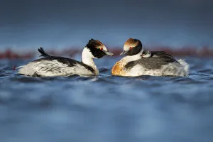 Hooded grebe (Podiceps gallardoi) pair on lake with chick perched on one parents back Hooded grebe (Podiceps gallardoi) pair on lake with chick perched on one parents back