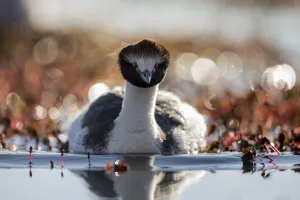 Hooded grebe (Podiceps gallardoi) on lake, Strobel plateau, Santa Cruz, Patagonia Hooded grebe (Podiceps gallardoi) on lake, Strobel plateau, Santa Cruz, Patagonia