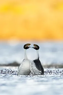 Waterfowl Prints: Hooded grebes (Podiceps gallardoi) pair dancing in breeding display