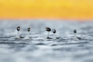 Hooded grebes (Podiceps gallardoi) and Silvery grebe (Podiceps occipitalis)