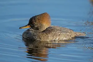 Anatidae Prints: Hooded merganser (Lophodytes cucullatus) on water