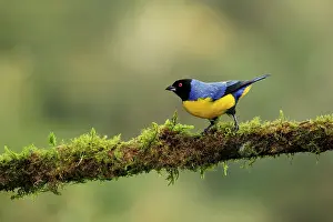 Mosses Prints: Hooded mountain tanager (Buthraupis montana) perched on mossy branch