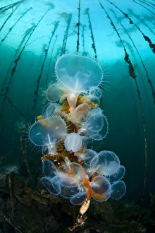Images Dated 12th September 2009: Hooded nudibranchs (Melibe leonina) filter feeding beneath bull kelp