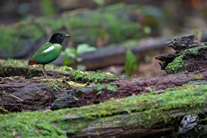 Pitta Prints: Hooded pitta (Pitta sordida) perched on rotten log in rainforest