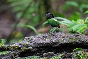 Pitta Prints: Hooded pitta (Pitta sordida) perched on rotten log in rainforest