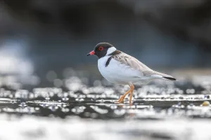 Hooded plover (Thinornis rubricollis) walking on beach looking for food Hooded plover (Thinornis rubricollis) walking on beach looking for food