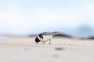 True Plover Prints: Hooded plover (Thinornis rubricollis) foraging for food