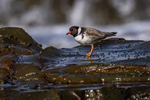 True Plover Prints: Hooded plover (Thinornis rubricollis) foraging on intertidal rocks