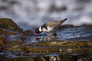 True Plover Prints: Hooded plover (Thinornis rubricollis) foraging on intertidal rocks