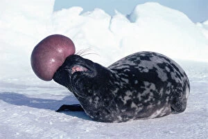 Snow Gallery: Hooded seal male display {Cystophora cristata} St Lawrence gulf, Canada