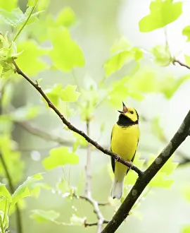 Dendroica Prints: Hooded warbler (Wilsonia citrina) male