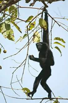 Images Dated 18th February 2011: Hoolock Gibbon (Hylobates hoolock) male hanging from a branch. Assam, India, February