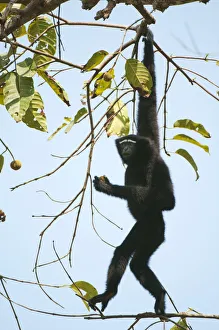 Hoolock Gibbon (Hylobates hoolock) male hanging from a branch. Assam, India, February