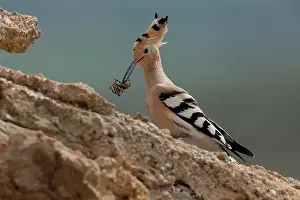 Bucerotiformes Prints: Hoopoe (Upupa epops) carrying spider prey in beak to feed chicks at nest