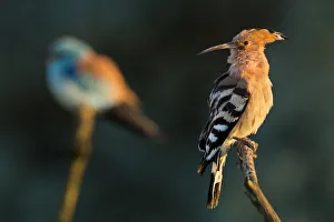 Miispecies Prints: Hoopoe (Upupa epops) with European roller (Coracias garrulus) in the background