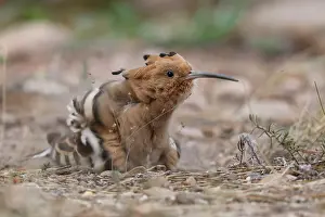 Grooming Prints: Hoopoe (Upupa epops) having a sand bath, La Rioja, Spain. July