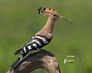 Images Dated 15th May 2008: Hoopoe (Upupa epops) with insect prey in beak, Pusztaszer, Hungary, May 2008