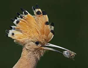 Images Dated 15th May 2008: Hoopoe (Upupa epops) with insect prey in beak, Pusztaszer, Hungary, May 2008