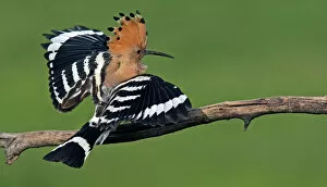 Images Dated 18th May 2008: Hoopoe (Upupa epops) landing on branch, Hortobagy NP, Hungary