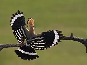 Images Dated 18th May 2008: Hoopoe (Upupa epops) landing on branch, rear view with wings open, Hortobagy NP, Hungary