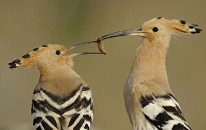Images Dated 2nd April 2009: Hoopoe (Upupa epops) male feeding female in courtship display, La Serena, Extremadura