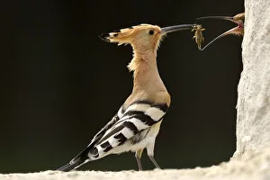 Bucerotiformes Prints: Hoopoe (Upupa epops) male feeding female in courtship display, Pusztaszer, Hungary, April