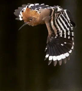 Bucerotiformes Prints: Hoopoe (Upupa epops) male in flight, Hungary May