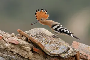 Bucerotiformes Prints: Hoopoe (Upupa epops) nesting in ruins of an old house, La Rioja, Spain. April