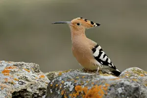 Bucerotiformes Prints: Hoopoe (Upupa epops) portrait, La Rioja, Spain. May