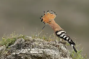Bucerotiformes Prints: Hoopoe (Upupa epops) portrait, La Rioja, Spain. June