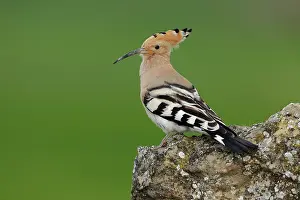 Bucerotiformes Prints: Hoopoe (Upupa epops) portrait, Navarre, Spain. March