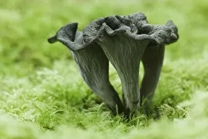 Images Dated 10th October 2010: Horn of Plenty / Black Chanterelle (Craterellus cornucopioides) mushroom. Ebernoe Common