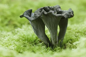 Cantharellales Prints: Horn of Plenty / Black Chanterelle (Craterellus cornucopioides) mushroom. Ebernoe Common