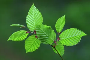 Spermatophytina Collection: Hornbeam (Carpinus betulus) leaves in spring. Dorset, UK May