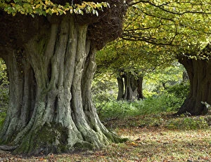 2019 April Highlights Collection: Hornbeam trees (Carpinus betulus) ancient pollards, Hatfield Forest, Essex, England