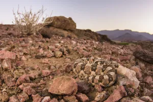 Stones Prints: Horned adder (Bitis caudalis) camouflaged in its environment, Namib Naukluft National Park